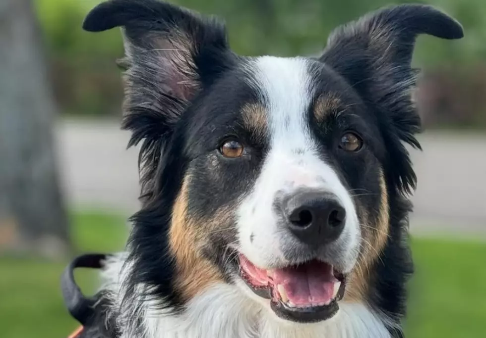 Ex-Chelan County Drug Detecting Dog, K9 Gambit, Dies Suddenly