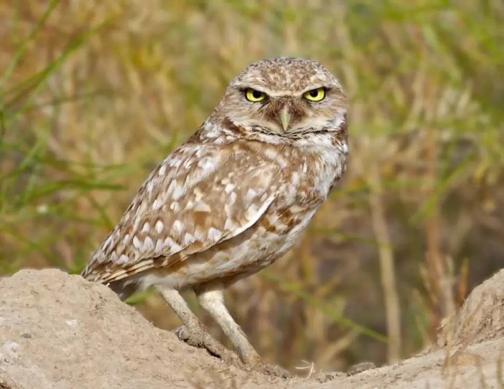 Burrowing Owl Near Moses Lake, WA Image:WDFW