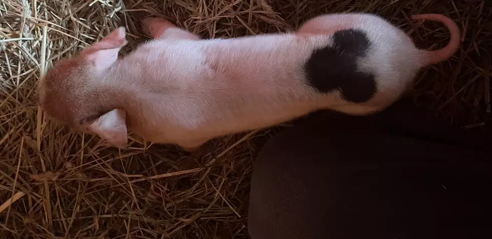 A piglet born on Oct. 13 at the Esmiol Family farm in Twisp features a birthmark with a perfect silhouette of Mickey Mouse on its hip (photo provided by Hunter Esmiol)