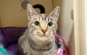 Meet Zendaya, Wenatchee Valley Humane Society's Pet Of The Week