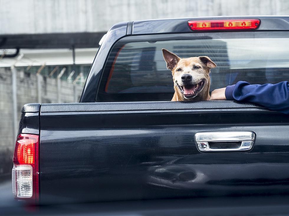 Can your dog ride in the back of your pickup in Washington State?