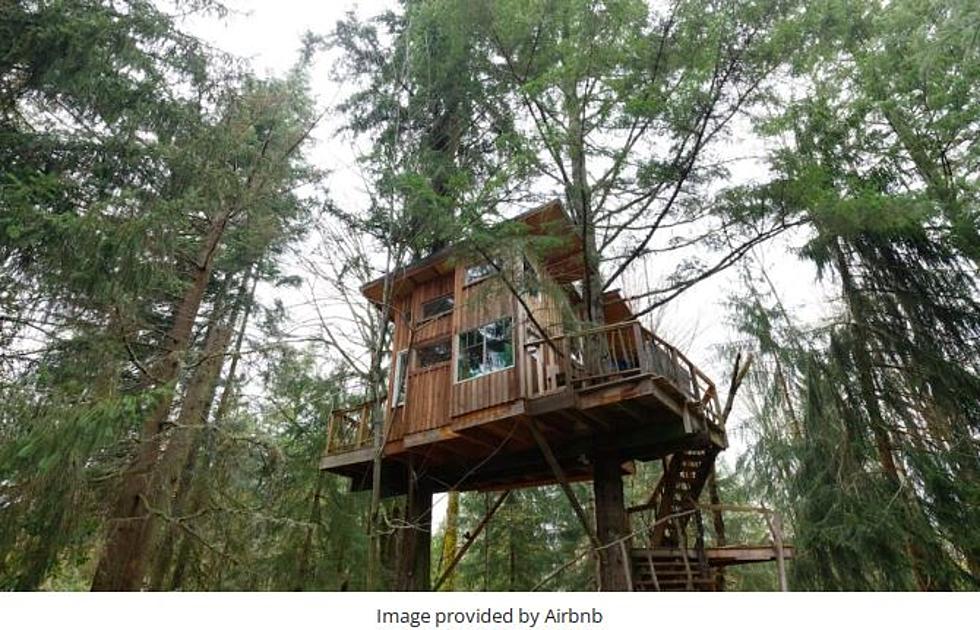 Where are Washington States coolest Tree houses? 