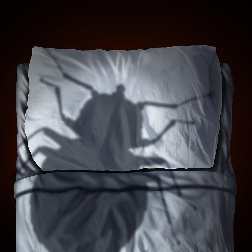 Who wins the “bed bug derby”? 