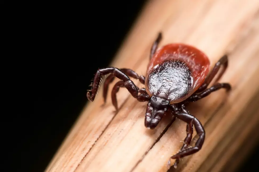 Close up Macro of Deer Tick Crawling on Straw