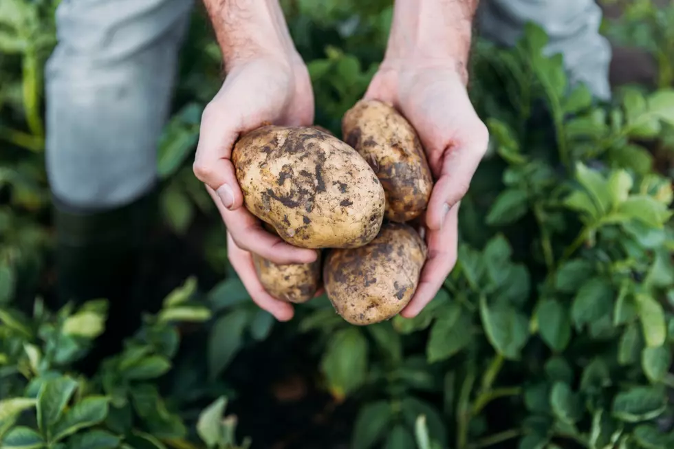 Is Washington now the “tater” capital of the world?