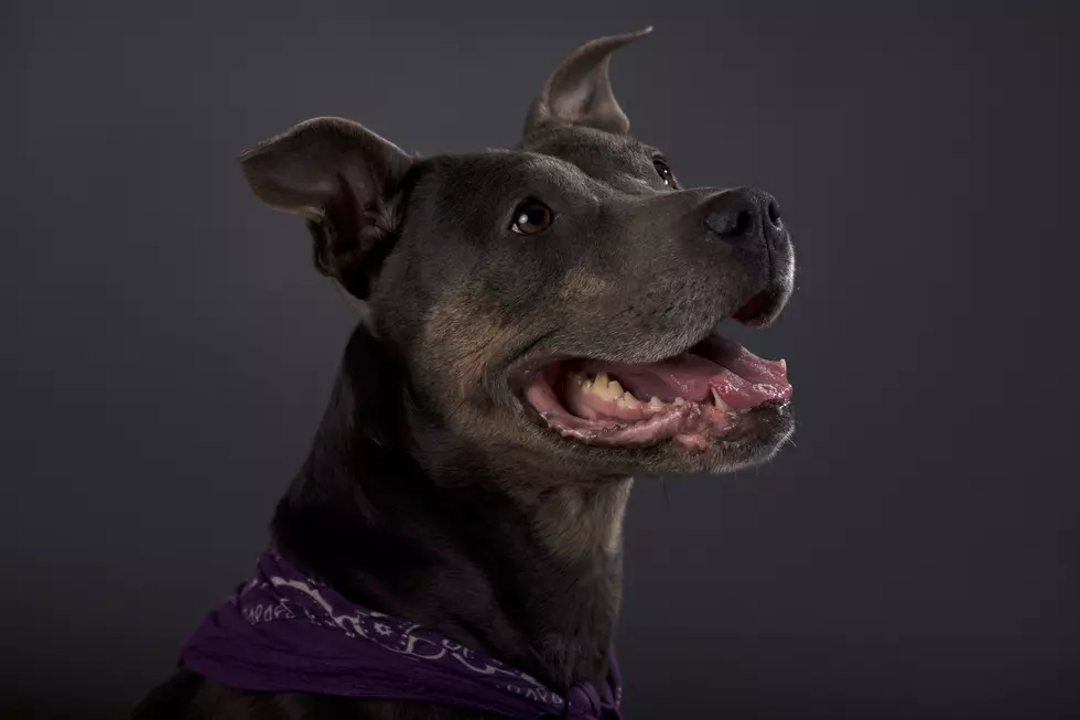 Your dog might know you better than you realize