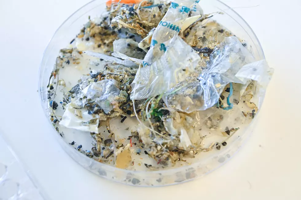 Are Microplastics Hiding in Your Diet in WA, Without You Knowing?