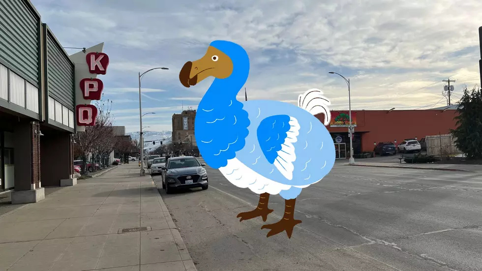 Dodo Birds in Wenatchee WA