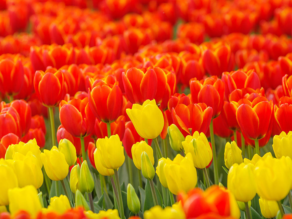 Experience the Vibrant Skagit Valley Tulips in Full Bloom