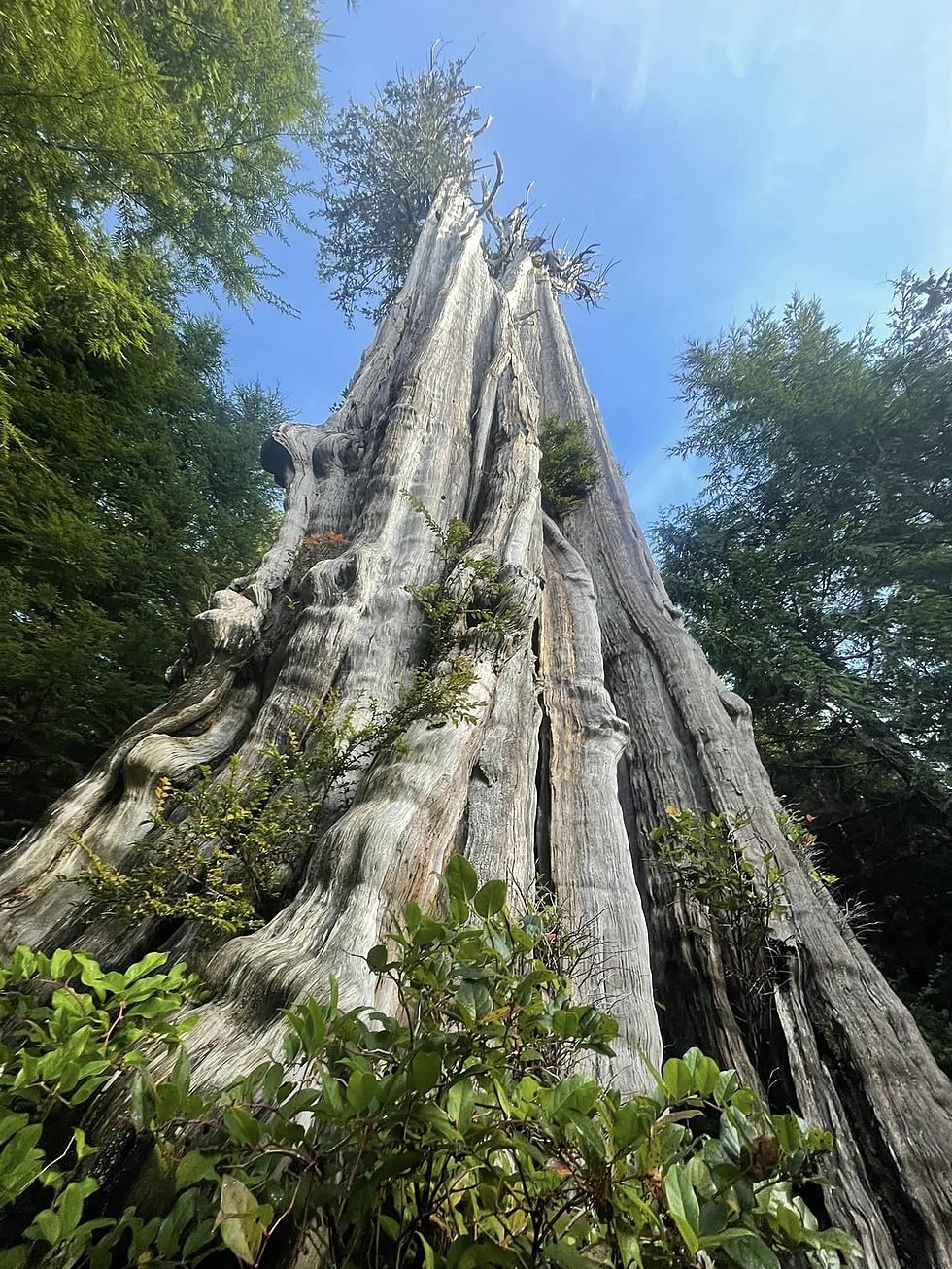 Cedar Wonder: Washington's 1000-Year-Old Giant!