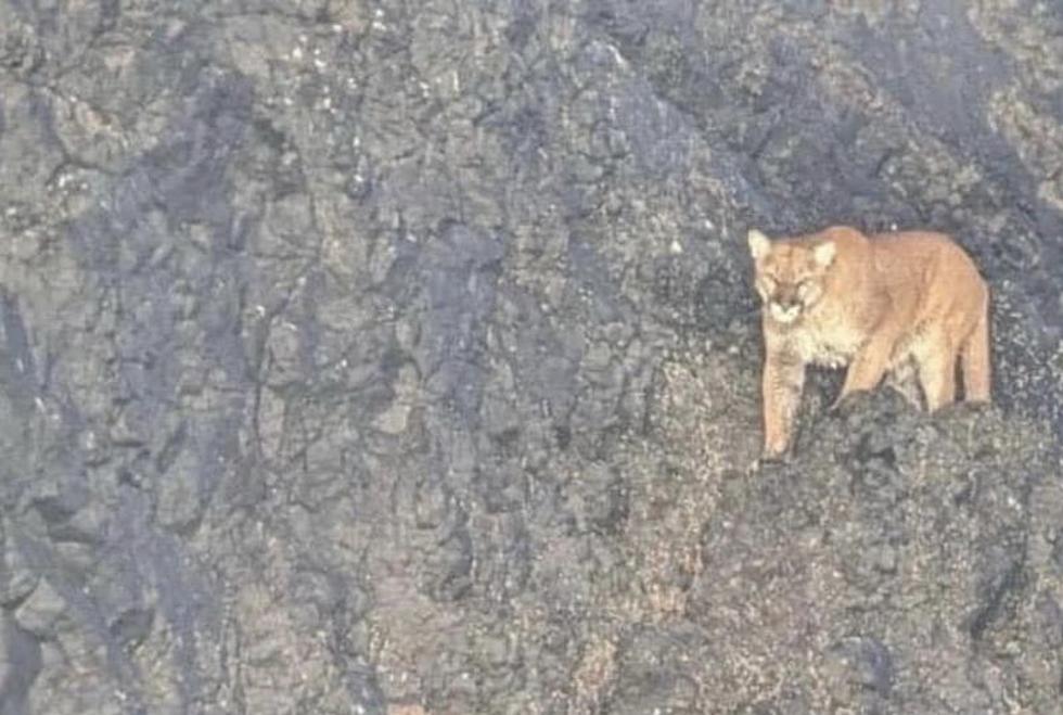 Mountain Lion visits Haystack rock in Cannon Beach