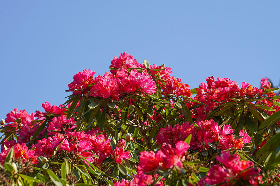 How the Rhododendron Became Washington's State Flower