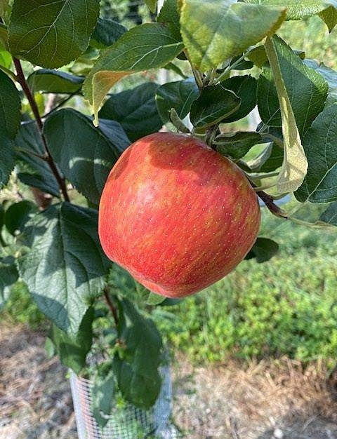 Ricks Garden Center  Honeycrisp Apple #7