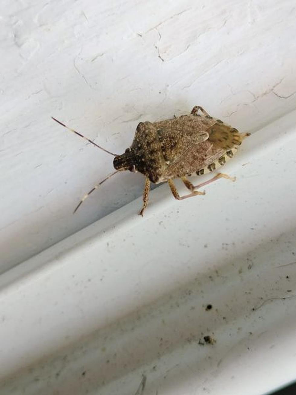 This Spring: Don’t Squish This Invasive Bug in Washington State