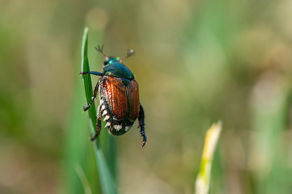 Washington Needs You in the Battle with Japanese Beetles