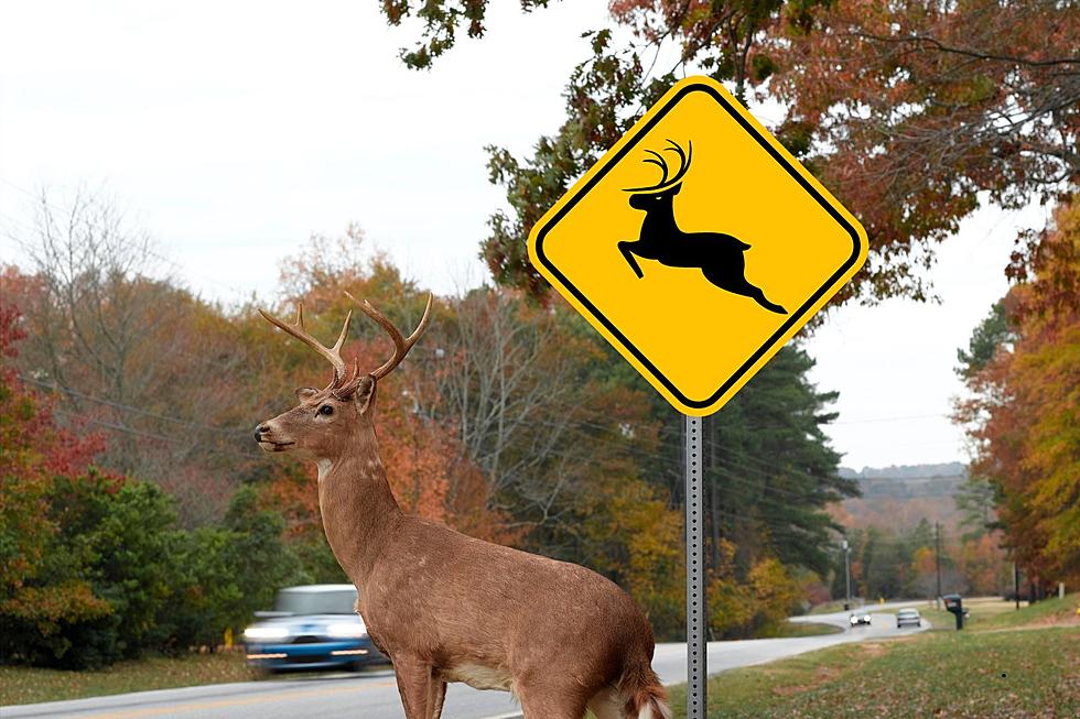 Deer Dating- Mating Season is here according to the WDFW