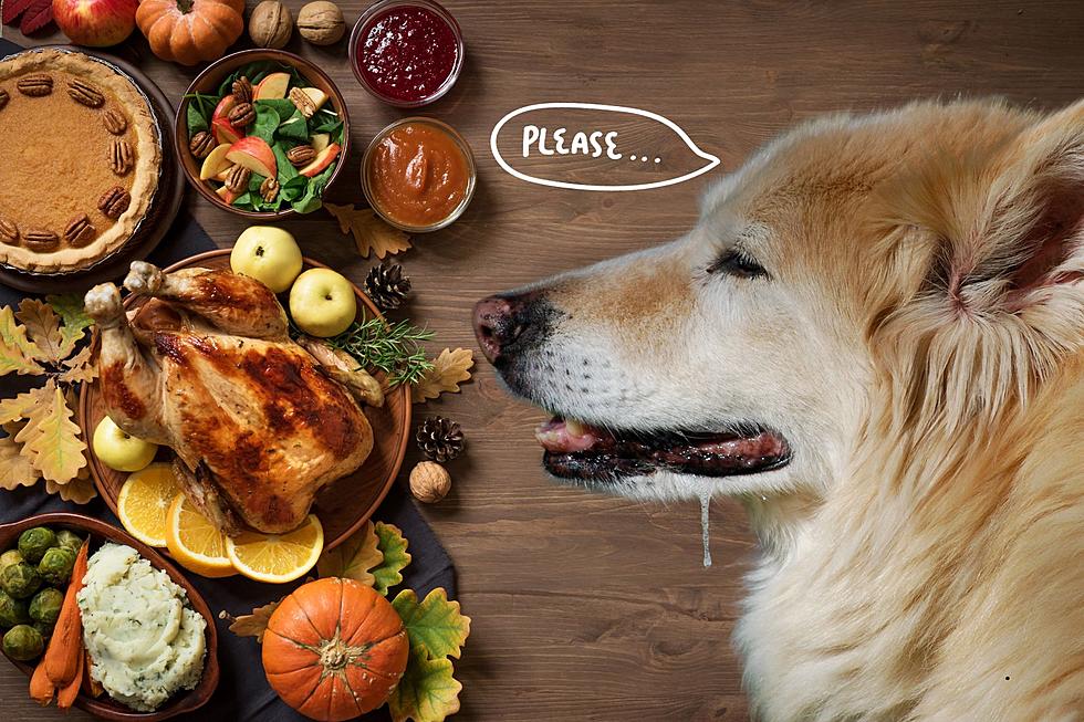 Furry Family First: How to Safeguard Your Pets During Thanksgivin