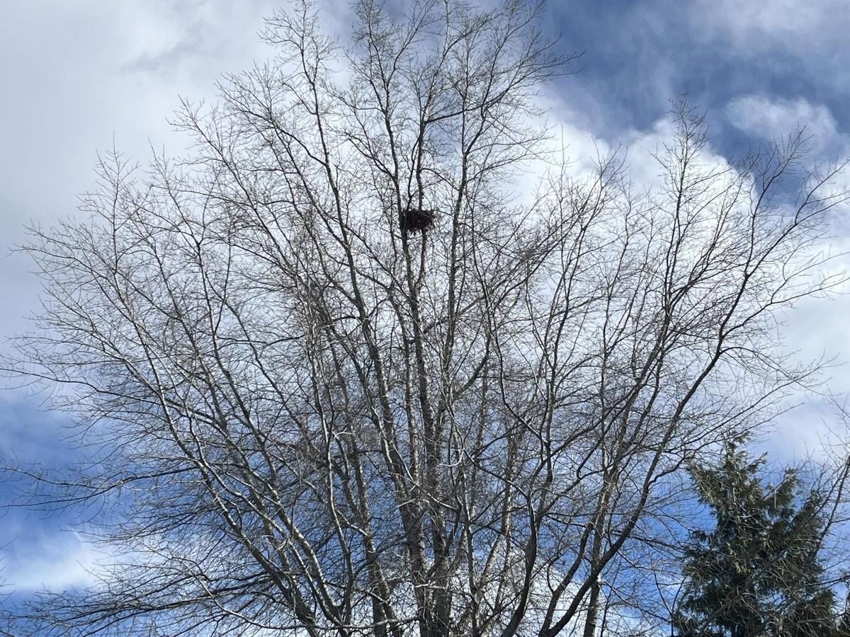 The ball of leaves in your WA tree is not a bird’s nest