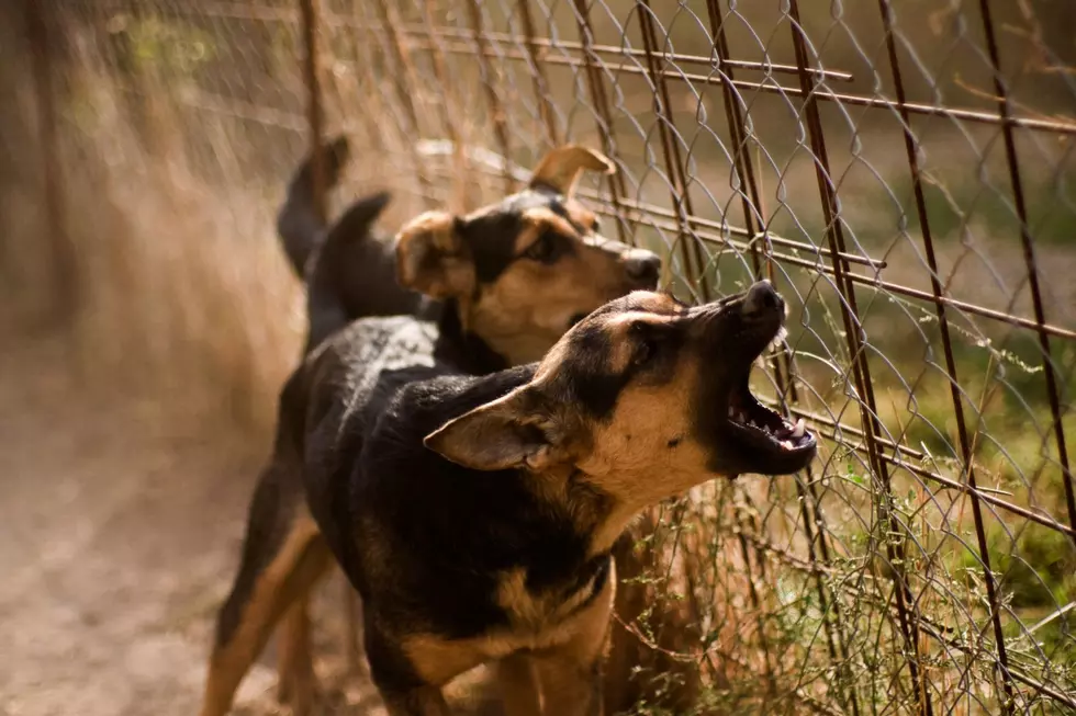 Dogs confront a passing runner via Canva