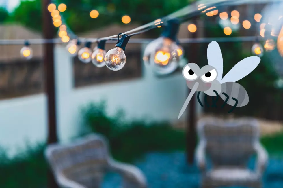 The Backyard Plants That Actually Keep Mosquitoes Away