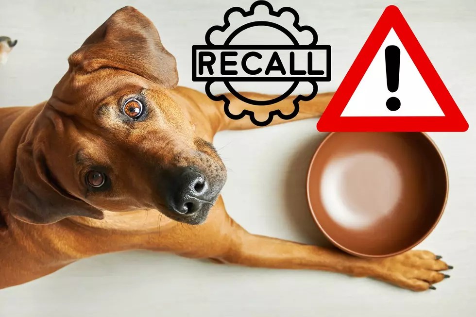 FDA Recalls Pedigree Wet Dog Food Over Metal and Plastic