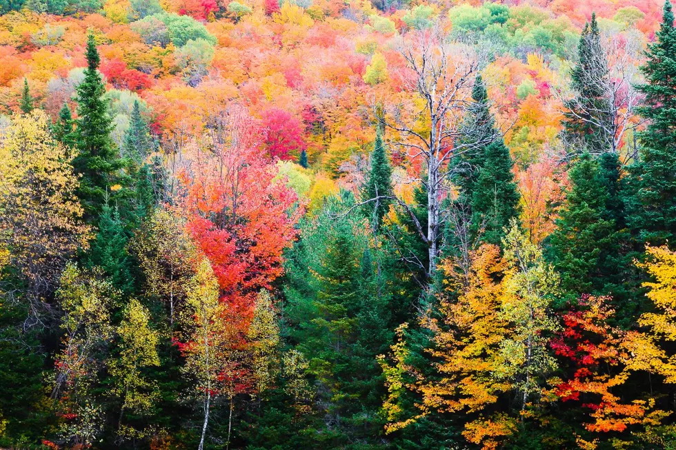  Columbia River Gorge Ranks #2 for Best Fall Foliage in 2026