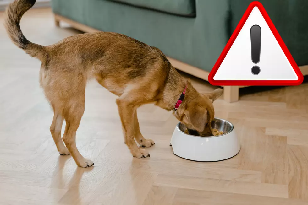 Fromm Recalls 5,825 Cases of Dog Food Over Metal Contamination