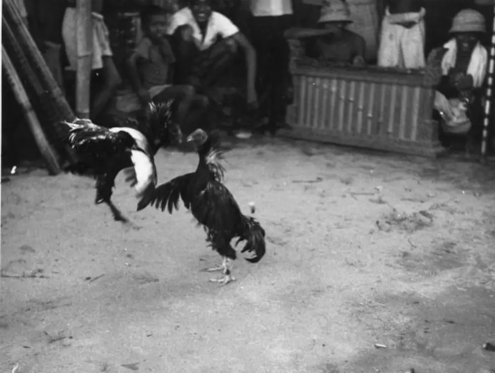 Rooster Kills Man During Cockfight