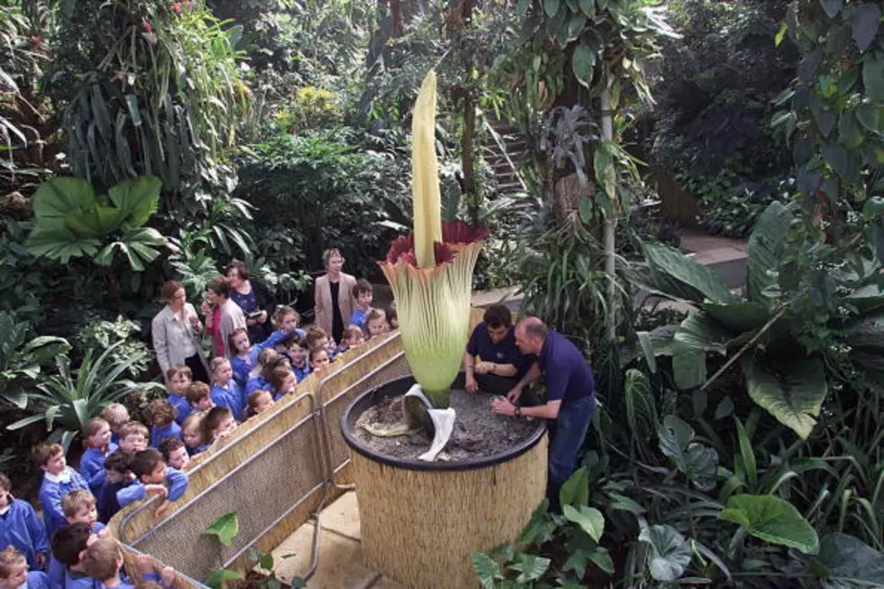 What’s All The Stink About? The Corpse Flower [VIDEO]