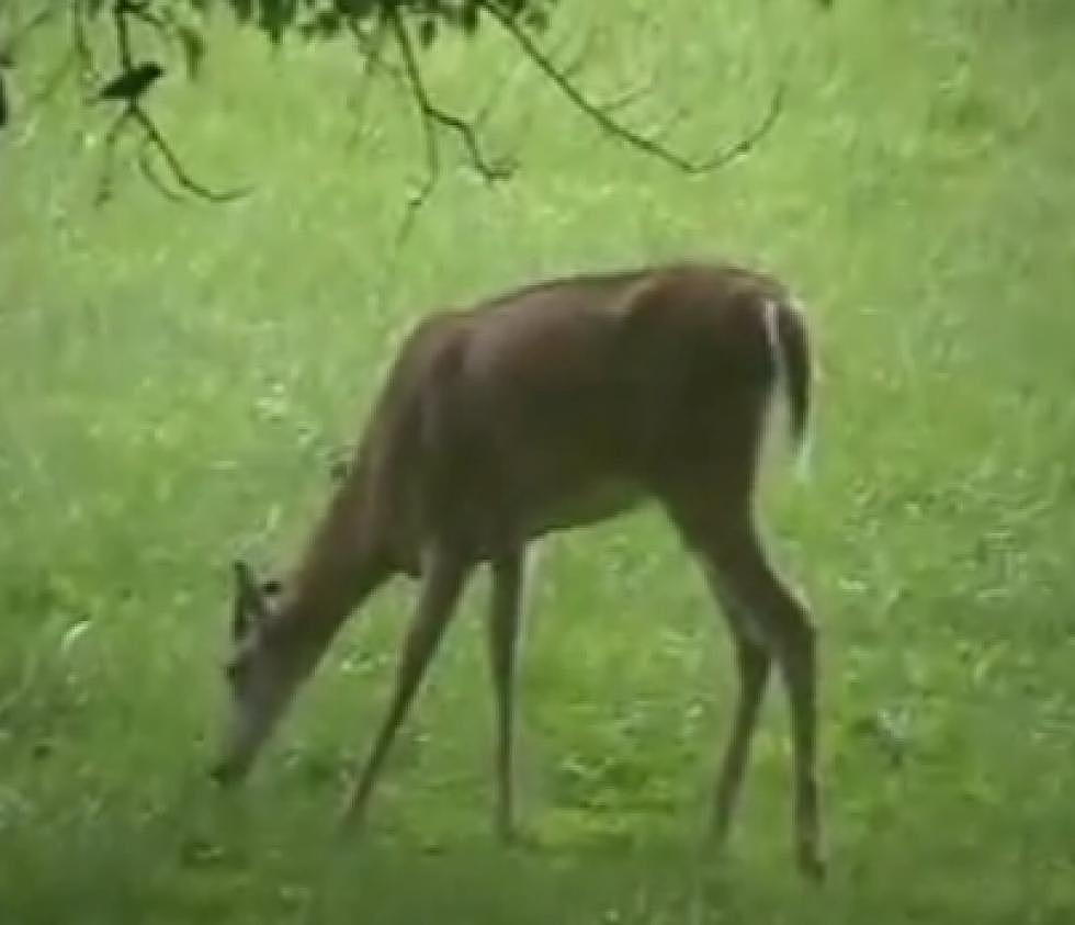 Vegetarian Whitetail Deer Eats Injured Bird [VIDEO]