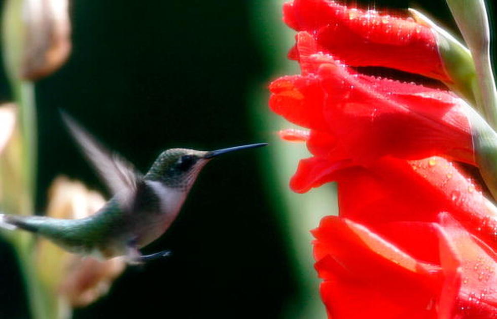 Hummingbird Migration Begins