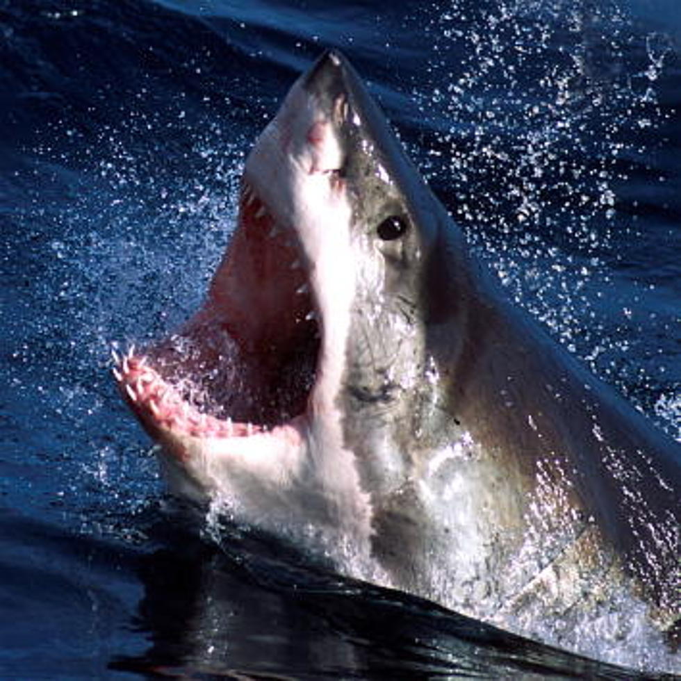 Man Dies After Shark Bites Off His Legs