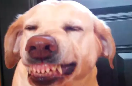 Guilty Dog Tries to Grin it's Way Out of Trouble [VIDEO]