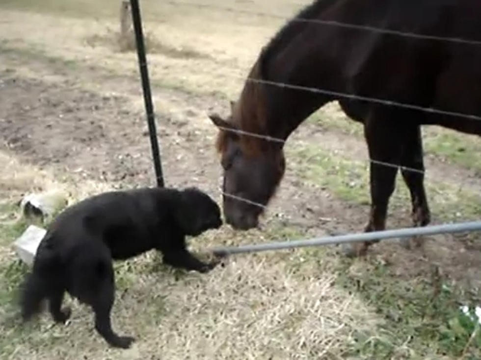 Horse and Dog Play Together Like Old Friends [VIDEO]