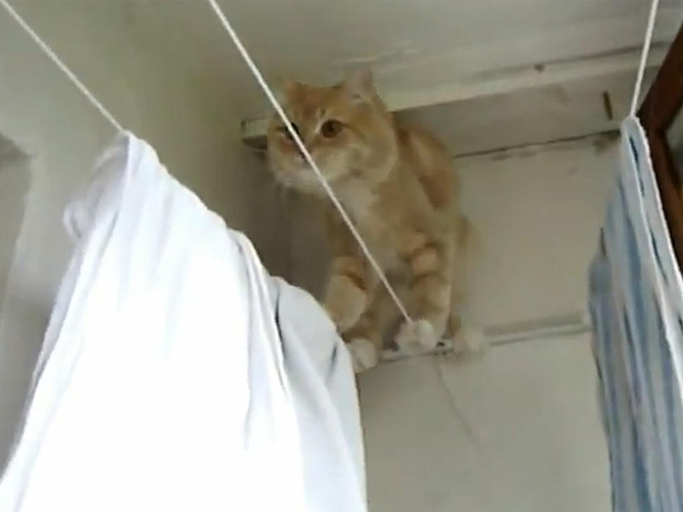 Gravity-Defying Cat Walks Tightrope on Clothesline [VIDEO]