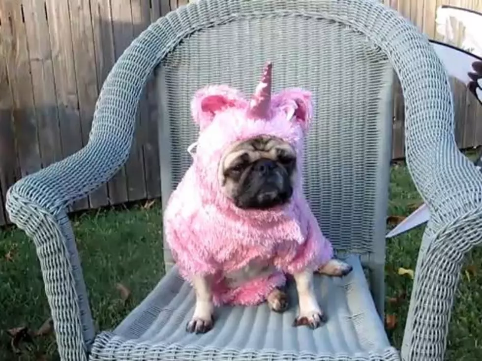 Mythical &#8216;Unicorn Pug&#8217; Found [VIDEO]