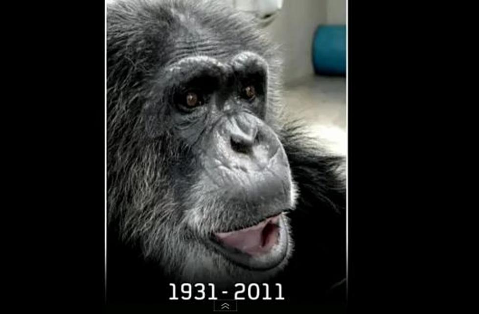 &#8220;Cheetah&#8221; the Chimp of Tarzan Fame Dies at 80 [VIDEO]