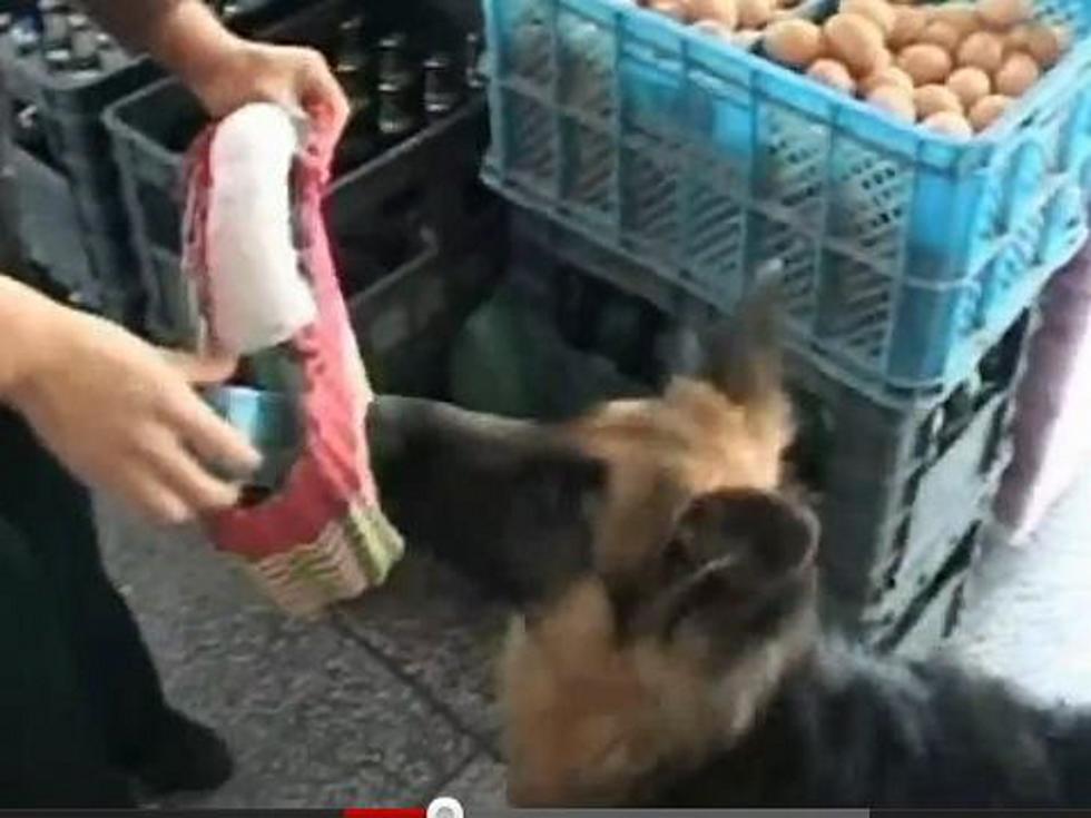 Helpful Dog Goes Grocery Shopping for His Owner [VIDEO]