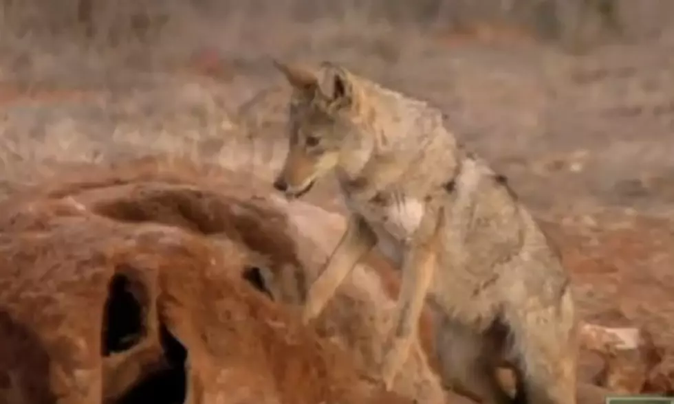 Hunting Coyote With Dogs is Growing in Popularity in Texas [VIDEO]