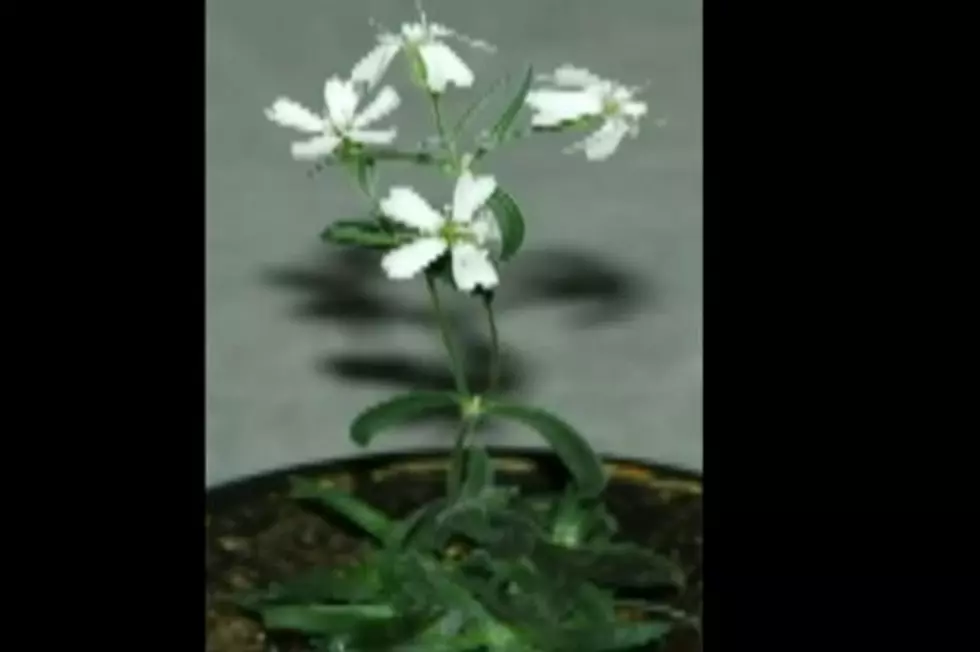 Scientists Bring Back Plant Frozen for 30,000 Years [VIDEO]