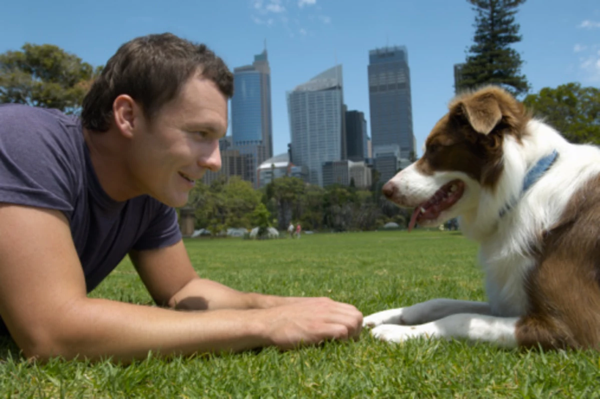 Pet owner. Бордер-колли. Общение собаки с человеком. Разговор с собакой. Коммуникация человека и собаки.