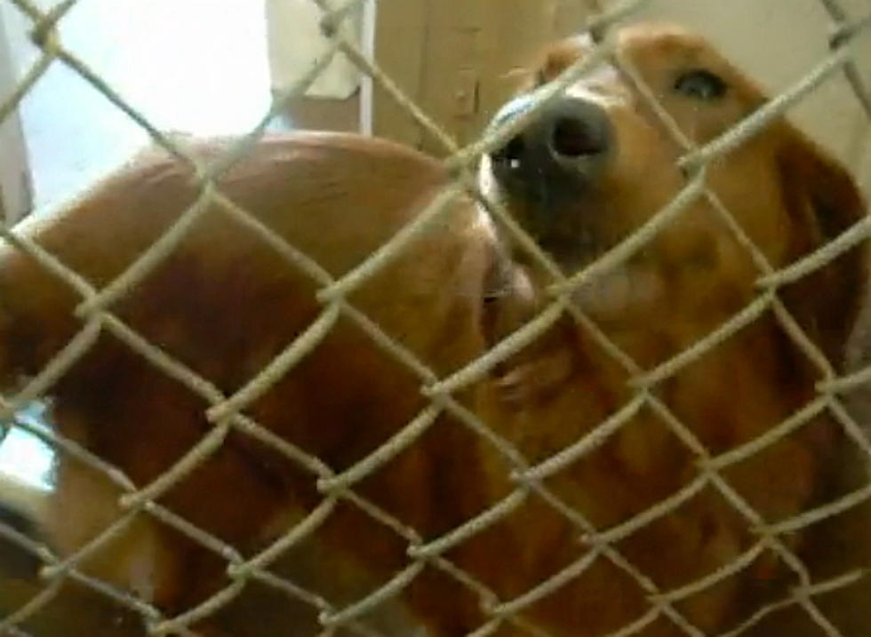 New Ordinance Could Make Your Dog a Criminal [VIDEO]