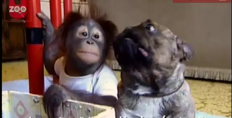 Unlikely Pets are Great Friends [VIDEO]