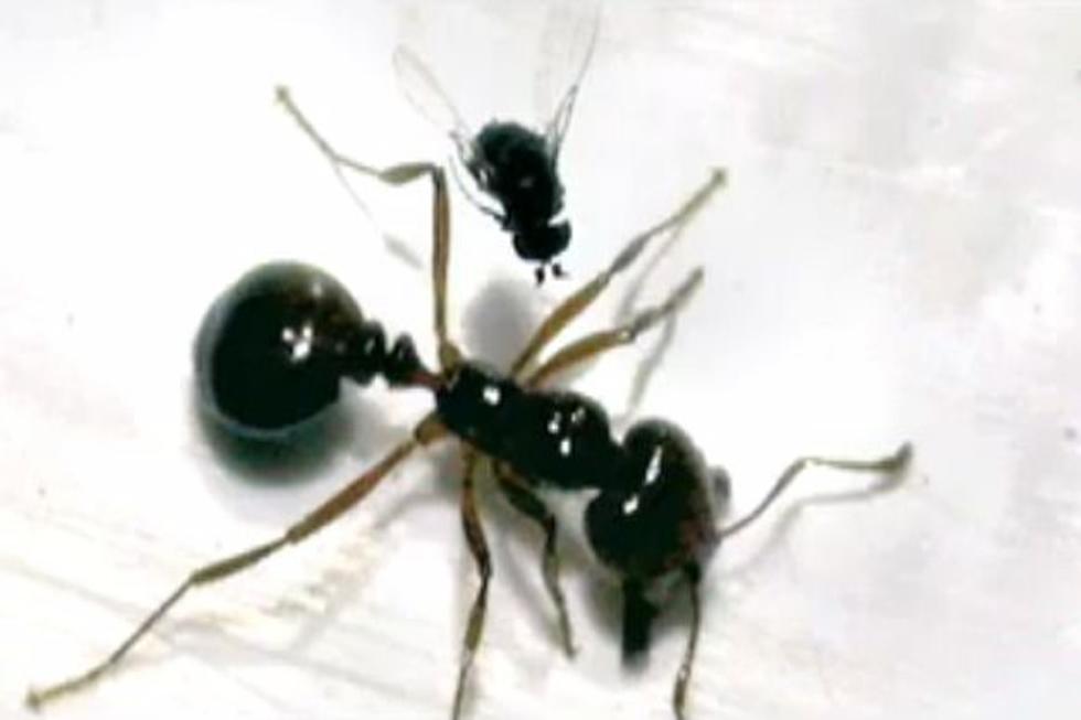 West Texas Fire Ants May Have a New Enemy [VIDEO]
