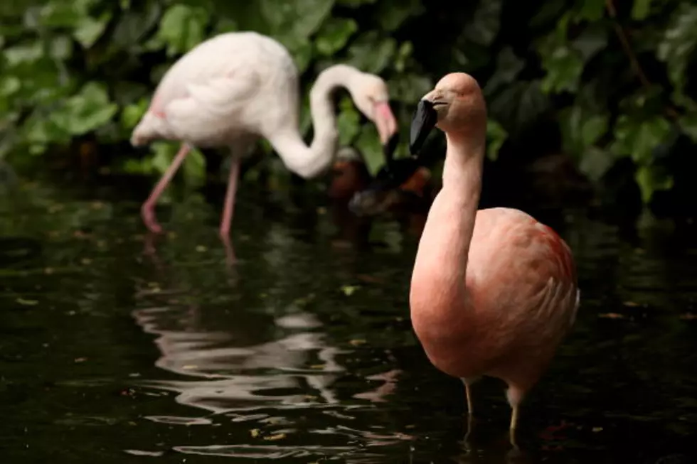 Abilene Zoo Celebrates Dyess Air Force Base