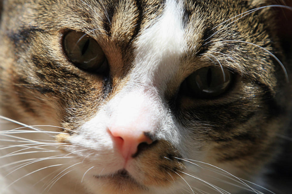 Are Cat Owners More Likely to Commit Suicide?