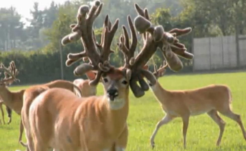 Hunting Texas Whitetail Deer has Become Big Business [VIDEO]