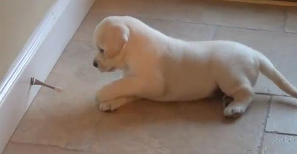 Springy Doorstop Gives Puppy Lots of Entertainment [VIDEO]