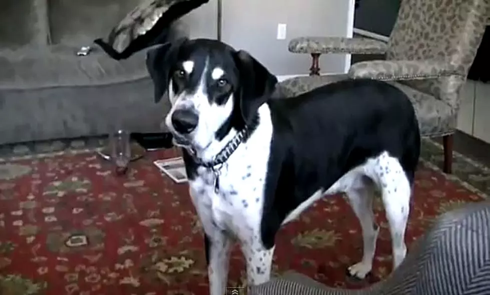 The Hilarious Talking Dog Video is Back and This Time the Dog Wants a Kitten