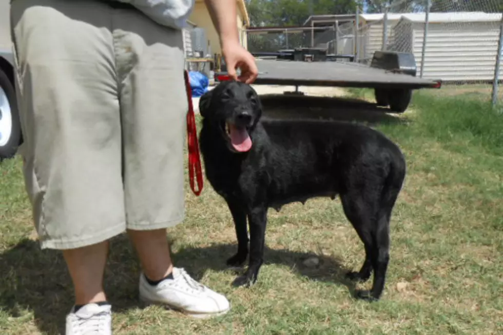 Lolly the Black Lab is the Most Lovable Momma Dog Ever – KEAN Critters
